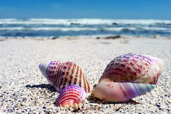 Sea Shells