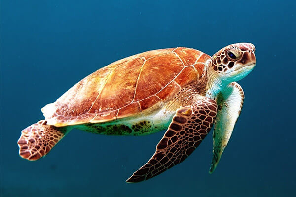 Wildlife, turtle swimming