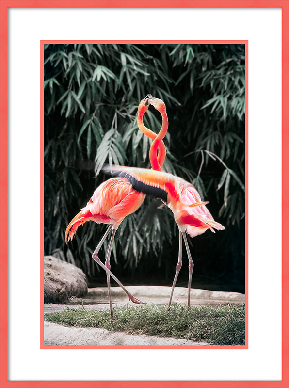 flamingo photo in coral frame with mats