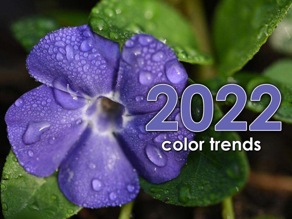 Purple flower image and color trends 2022